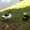 Domestic Mallard/Muscovy hybrid ducks