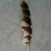 Barred Owl feathers