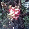 Ayahuma / Cannonball Tree
