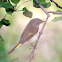 American Redstart (juvenile)