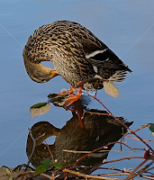 Reflecting by Barbara Brock -  