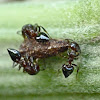 Acrobat ants & leafhopper