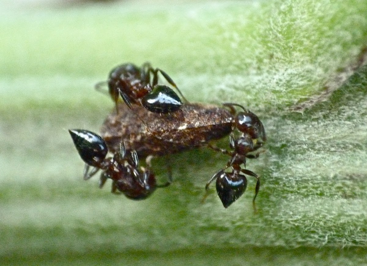 Acrobat ants & leafhopper