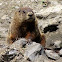 Marmot(Groundhog)