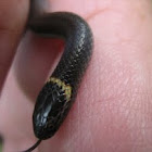 Dwarfe Crown snake 