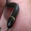 Dwarfe Crown snake 