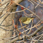 Ruby-crowned Kinglet