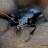 European Ground Beetle