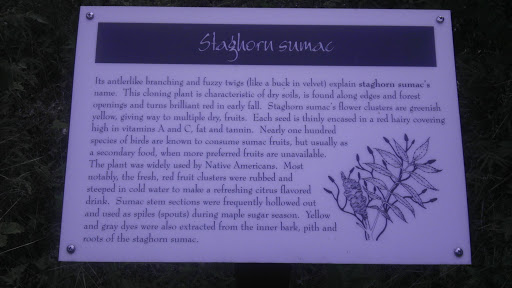 Staghorn Sumac 