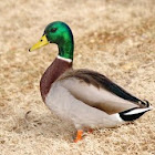 Mallard Drake