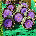 Artichoke flowers