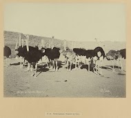 Struisvogels in El Matareya