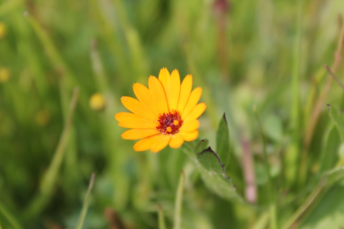 Field Marigold