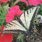 Two-tailed Swallowtail male