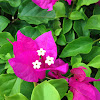 Bougainvillea