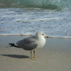 Ring-billed Gull