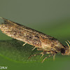 Gelechiidae Moth