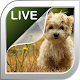 Puppies Live Wallpaper APK