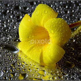 by Ravi Kashyap - Flowers Single Flower