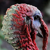 Wild turkey Puzzle