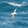 Albatross or Mollymawk?