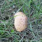 Parasol mushroom