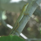 Ponce Garden Lizard