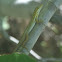Ponce Garden Lizard