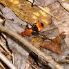 Red velvet ant (wasp really)