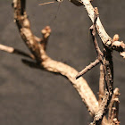 Twig mantis