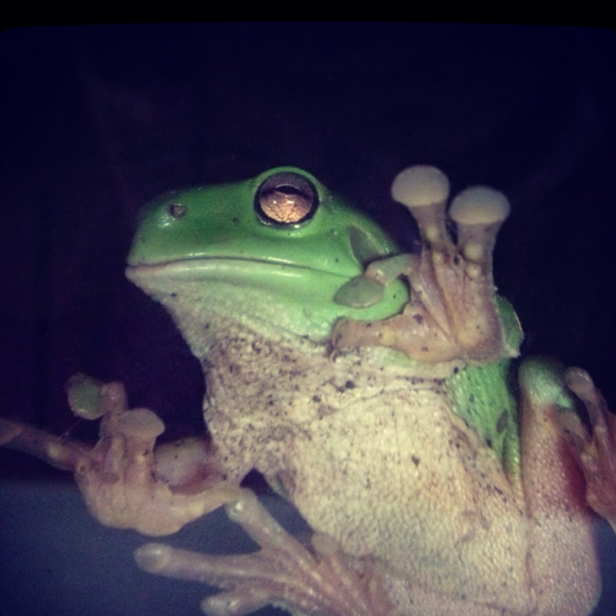 Australia green tree frog