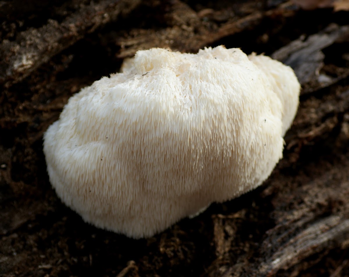 Bearded Tooth Fungus