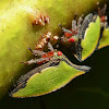 Notogonioide Treehopper