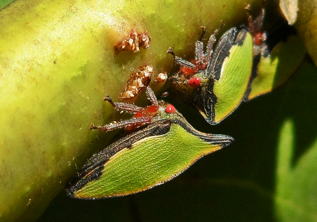Notogonioide Treehopper