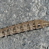 Elephant Hawk moth caterpillar