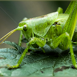 Grashopper by Renos Hadjikyriacou -  