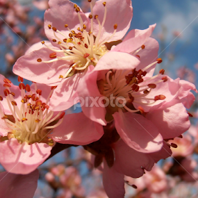Peach blossoms by Snezana Petrovic - Flowers Tree Blossoms