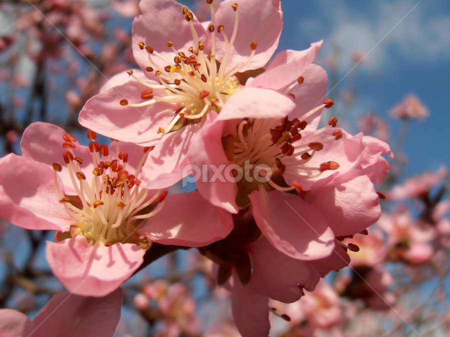 Peach blossoms by Snezana Petrovic - Flowers Tree Blossoms
