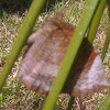 Common palmfly