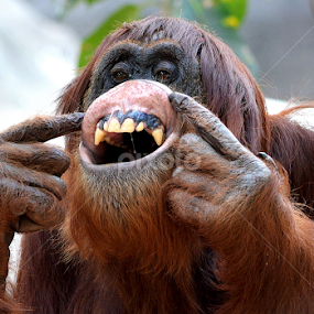 Orangutan by Milton Moreno - Animals Other Mammals