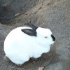 Dutch Dwarf Rabbit