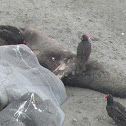 vultures on seal lion