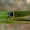 Common Green Shieldbug 1st instar