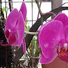 Moth Orchids