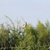 Scissor-tailed Flycatcher (Juvenile)