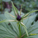 Herb Paris