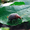 Celtis leaf beetle