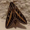 White-lined Sphinx Moth