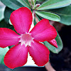 Desert Rose