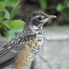 robin (fledgling)
